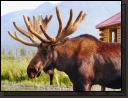 moose-country.jpg