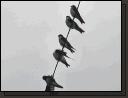 wirebirds.jpg