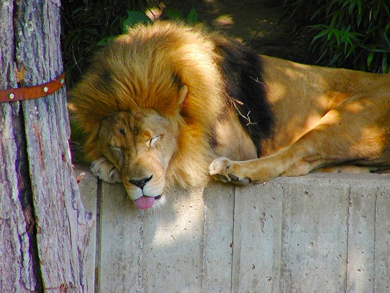 lion-sleeps-tonight.jpg