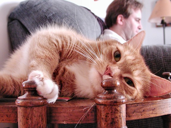 lounging-cat.jpg