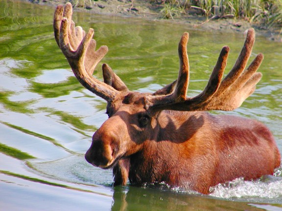my-moose.jpg