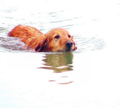 waterdog.jpg