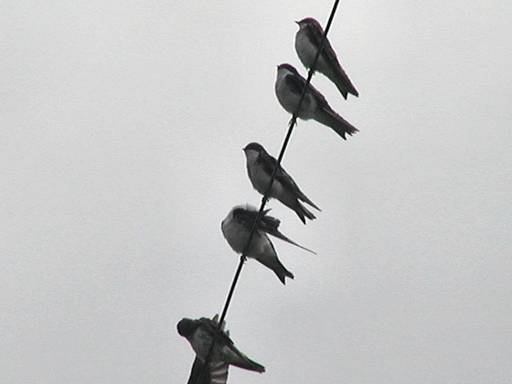 wirebirds.jpg